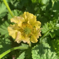 Geum  'Banana Daiquiri'